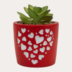 Love Succulent Pot